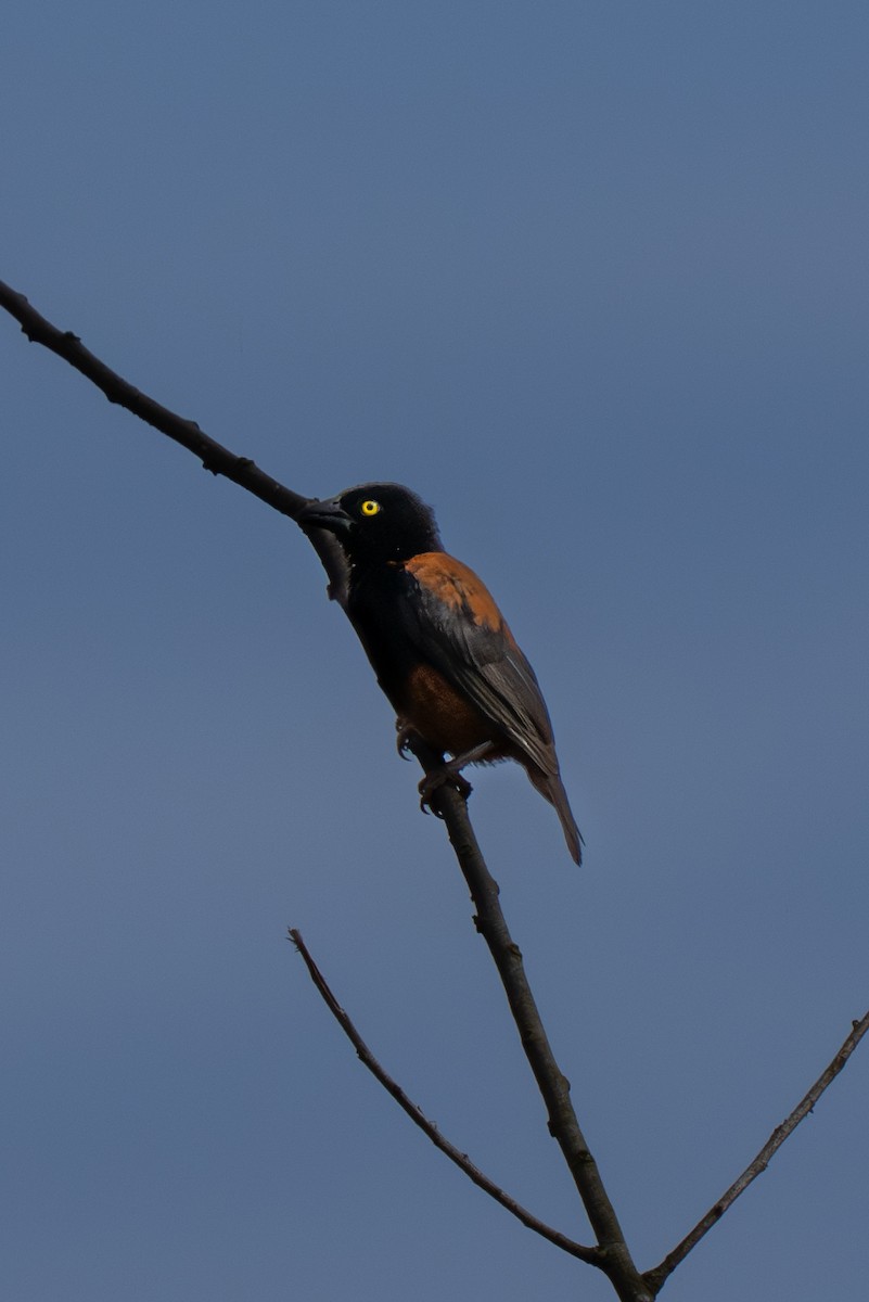 Chestnut-and-black Weaver - ML644934947