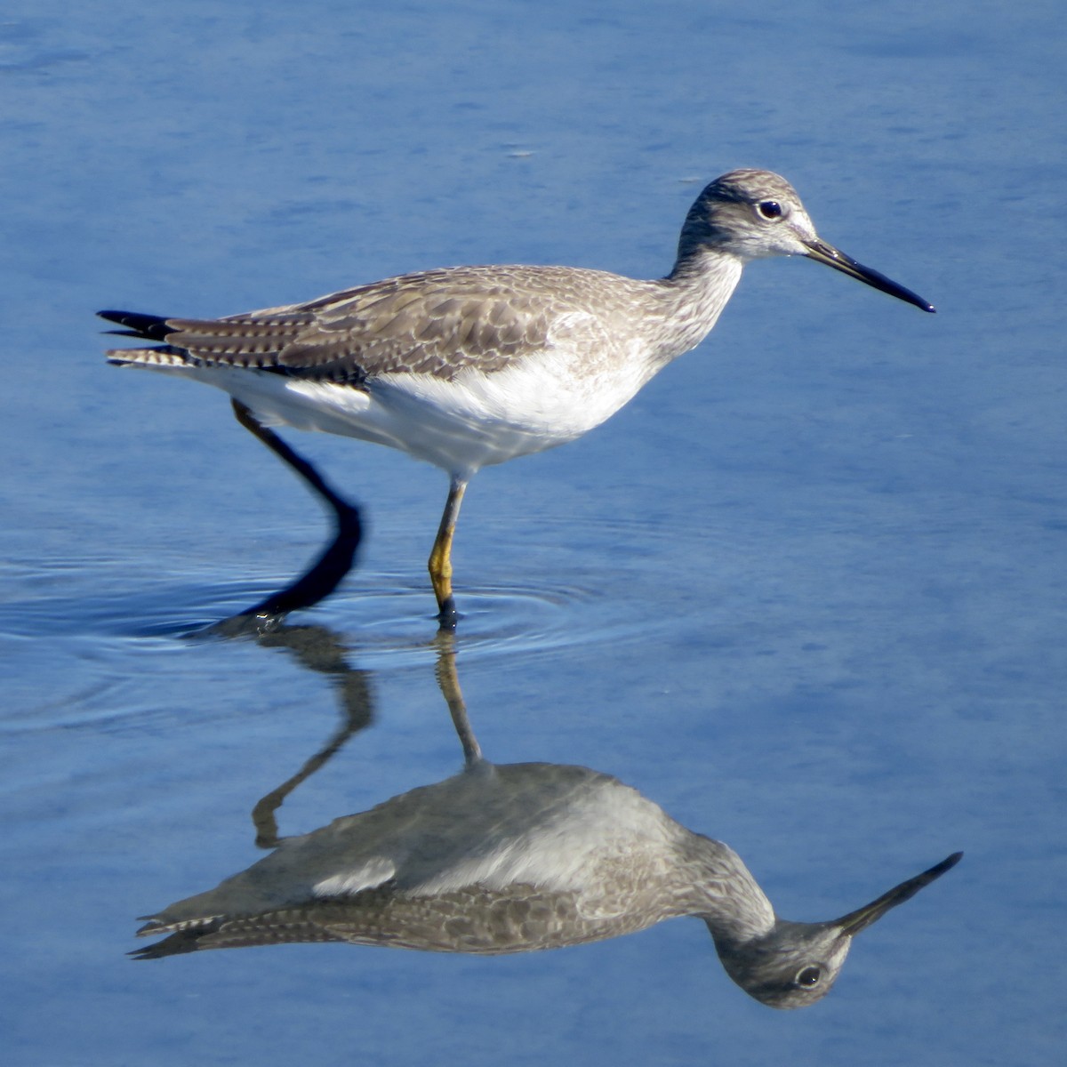 Tüpfelgelbschenkel - ML644934949