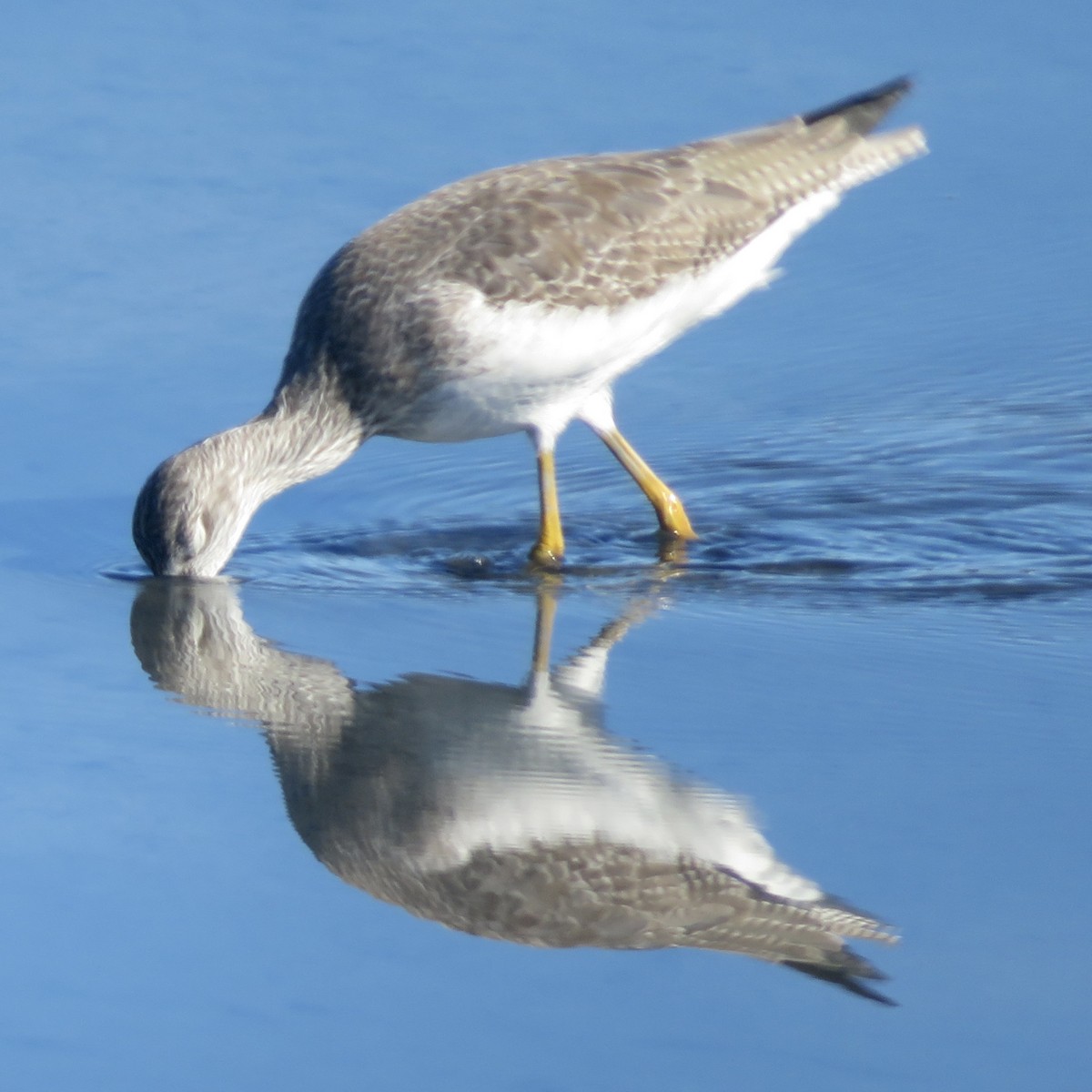 Tüpfelgelbschenkel - ML644934953