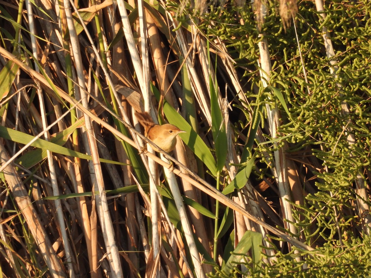 Teichrohrsänger - ML644934959