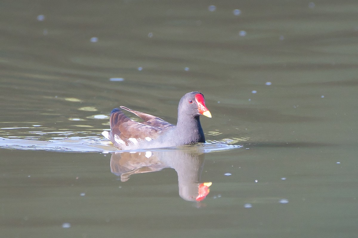 Teichhuhn - ML644934960