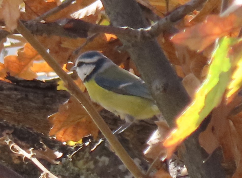 Blaumeise - ML644934961