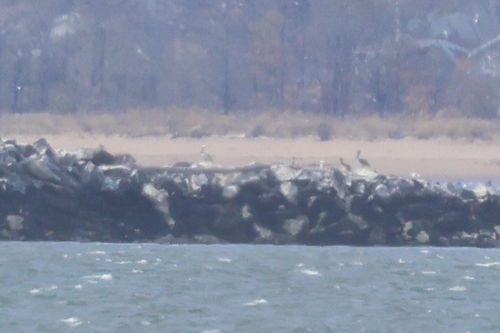 Braunpelikan - ML644934969