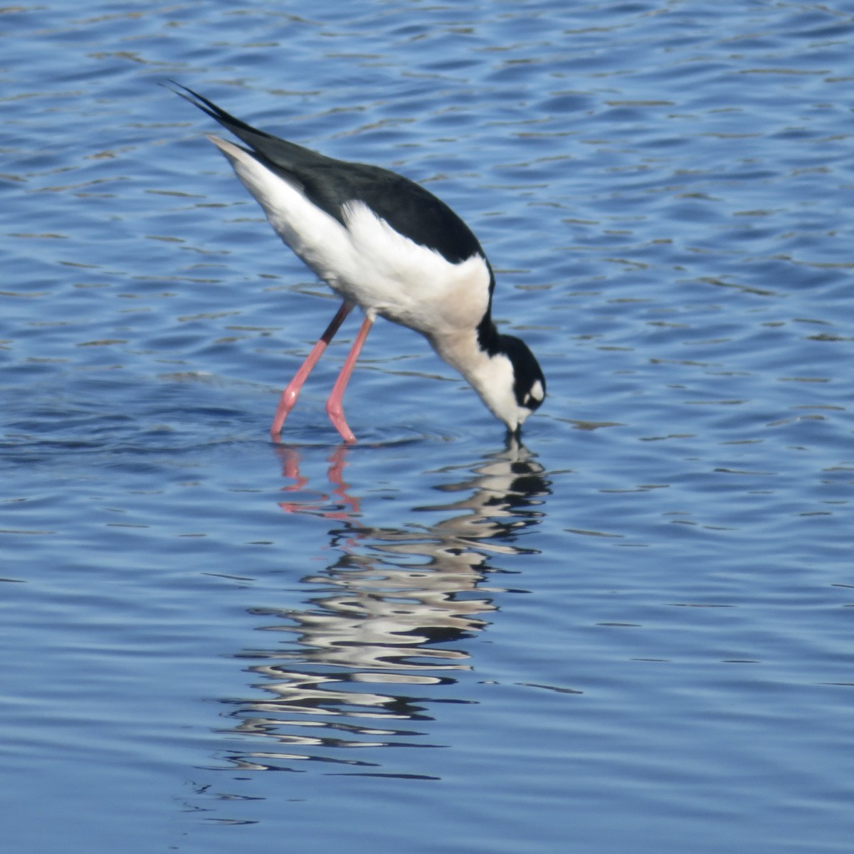 Schwarznacken-Stelzenläufer - ML644934970