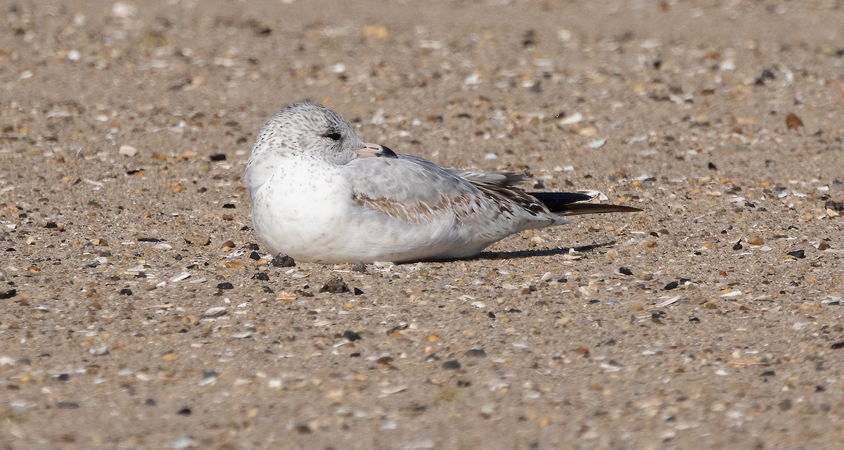 Ringschnabelmöwe - ML644934977