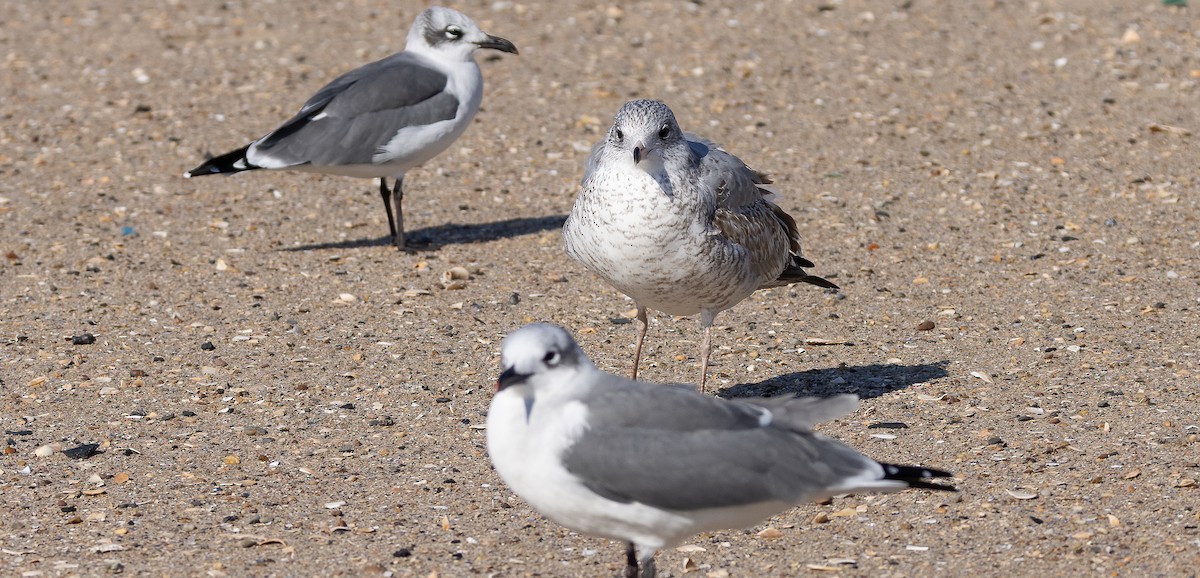 Ringschnabelmöwe - ML644934978