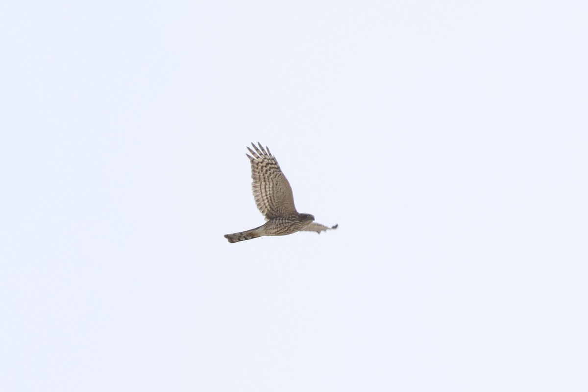 Eckschwanzsperber [velox-Gruppe] - ML644934980