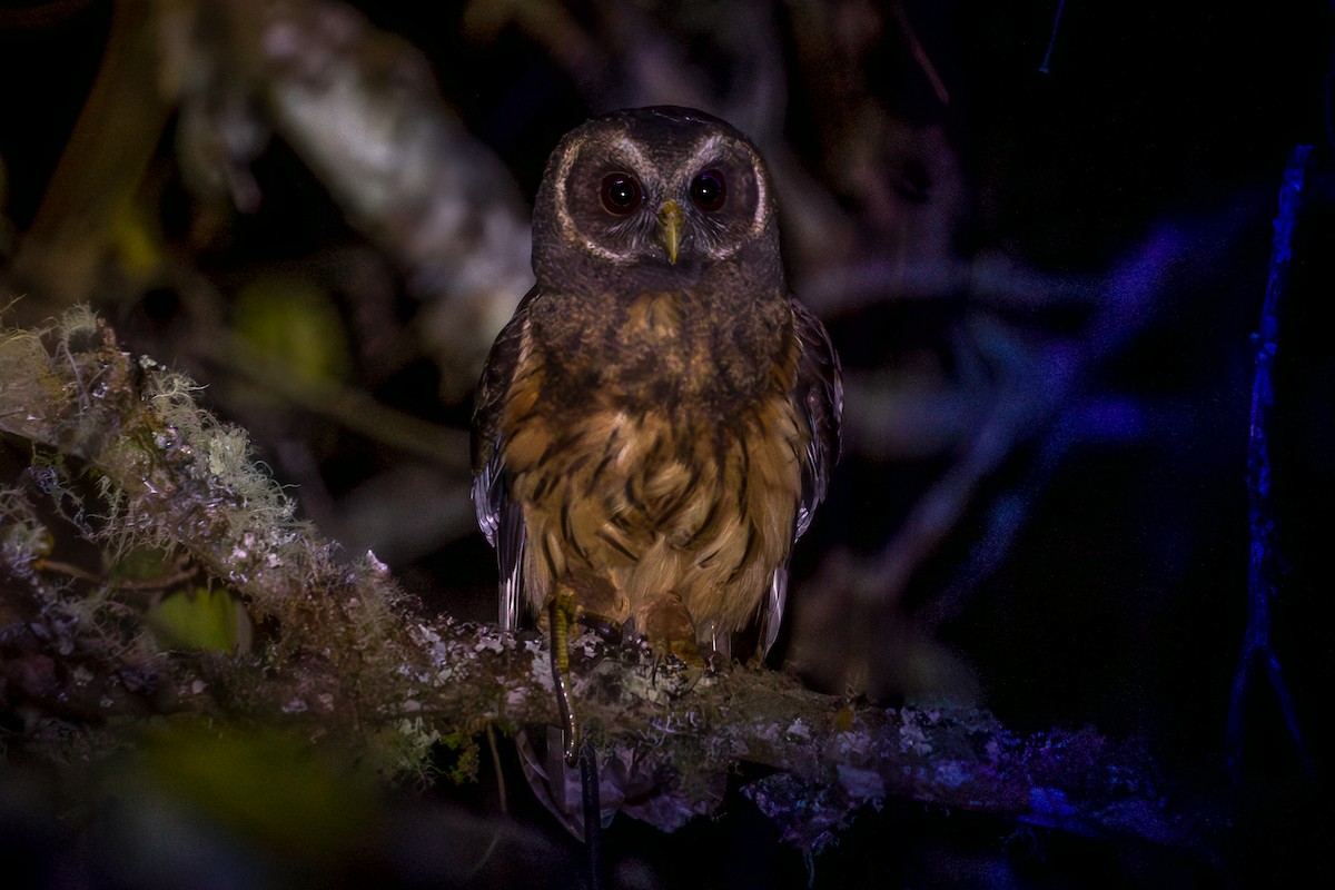 Sprenkelkauz - ML644934981