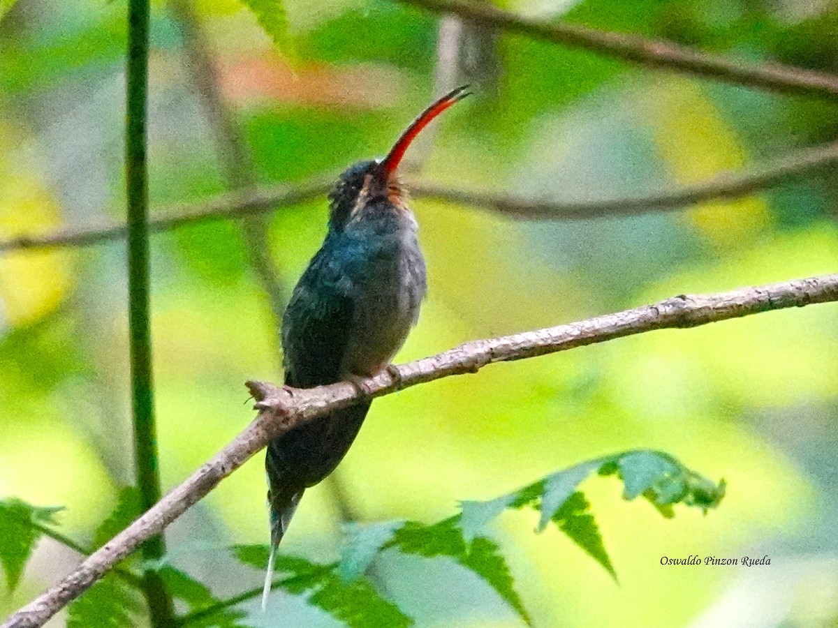 Grünschattenkolibri - ML644934982