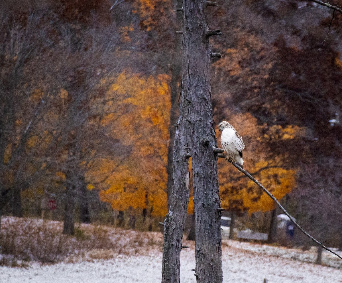 Rotschwanzbussard - ML644934984