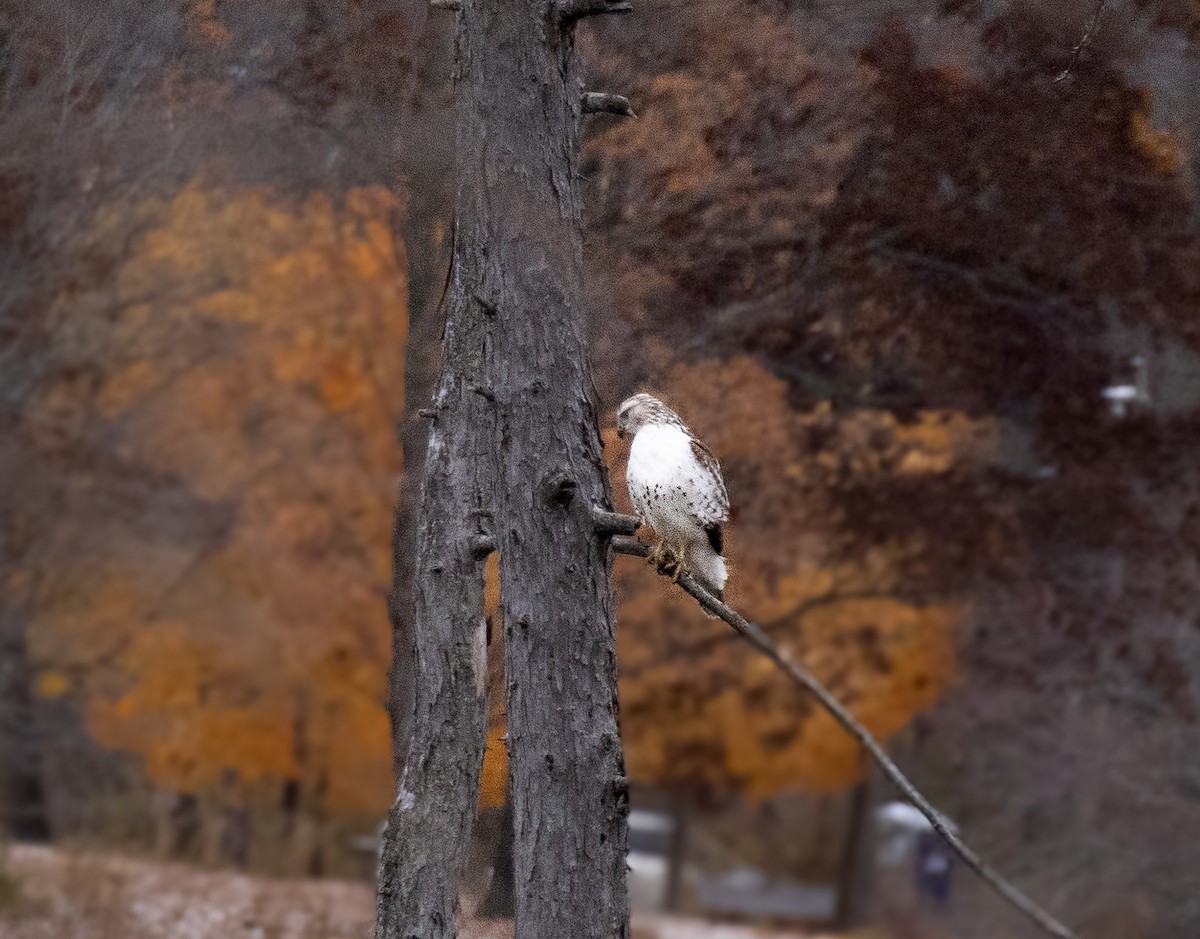 Rotschwanzbussard - ML644934985