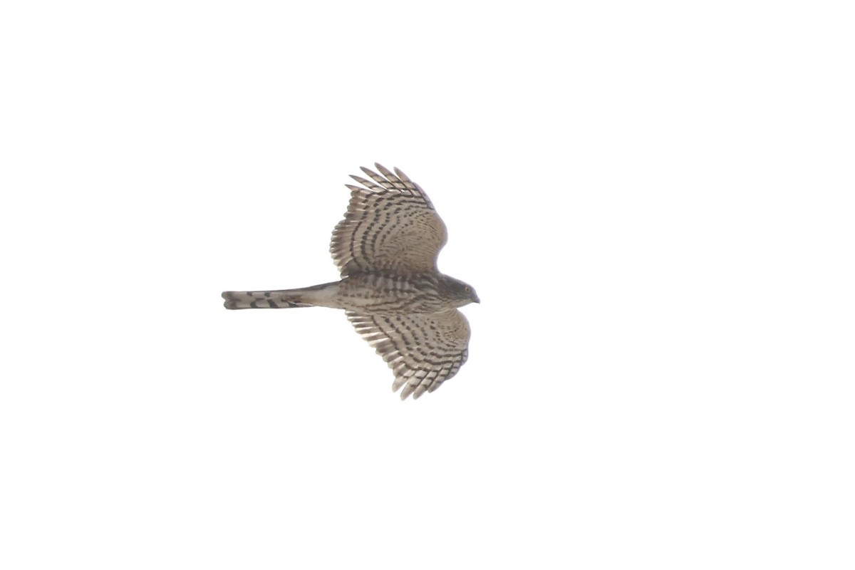 Eckschwanzsperber [velox-Gruppe] - ML644934986