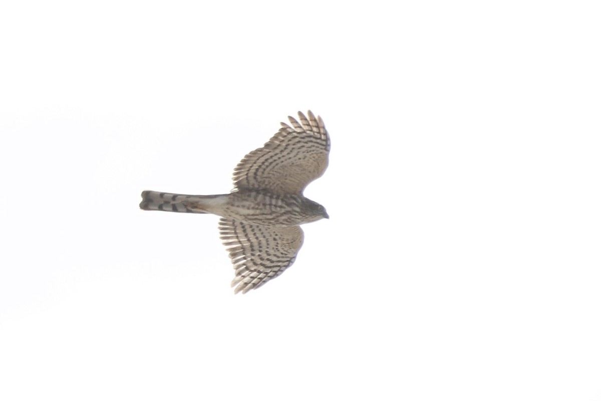 Eckschwanzsperber [velox-Gruppe] - ML644934987