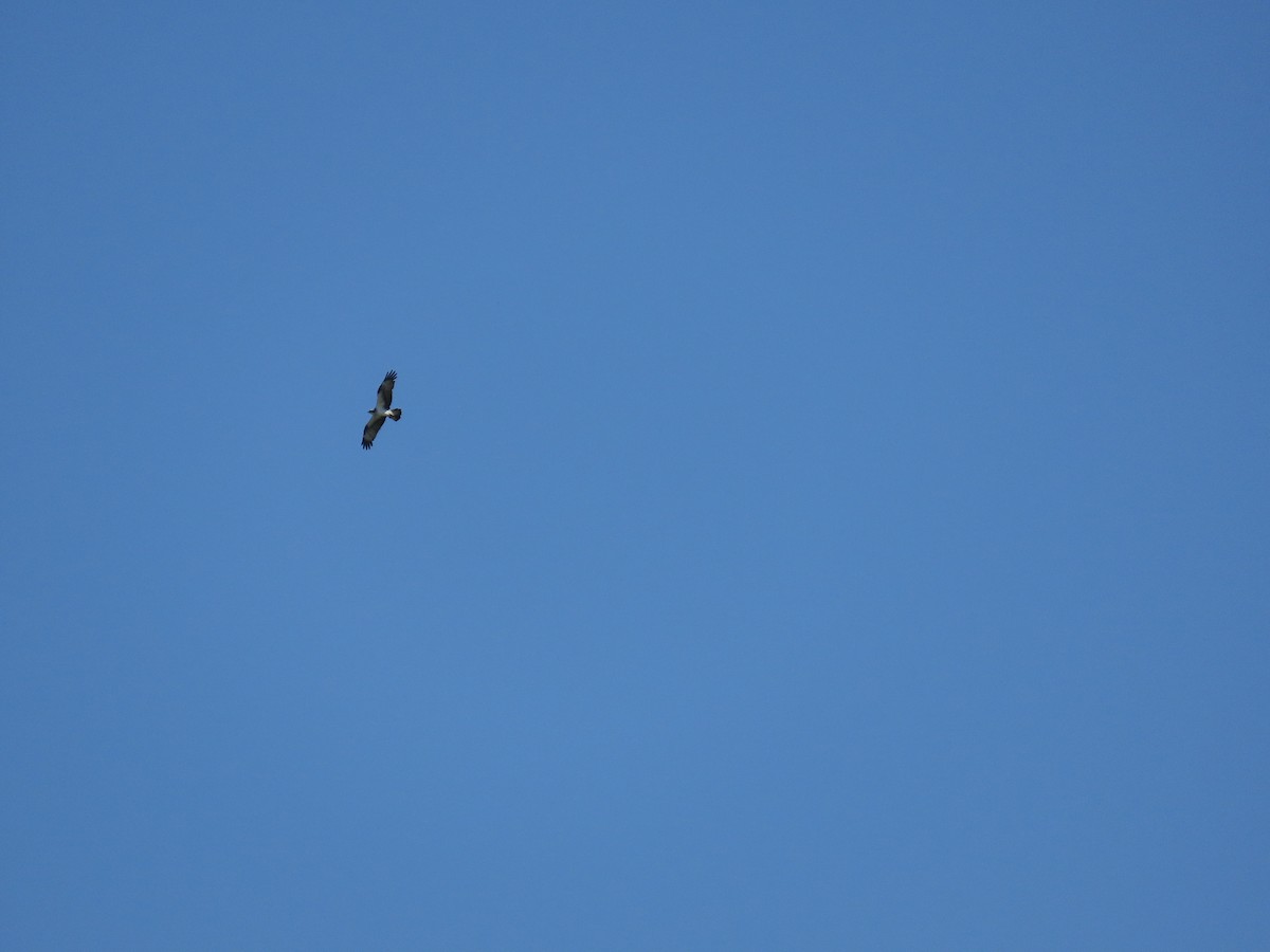 Zwergadler - ML644934989