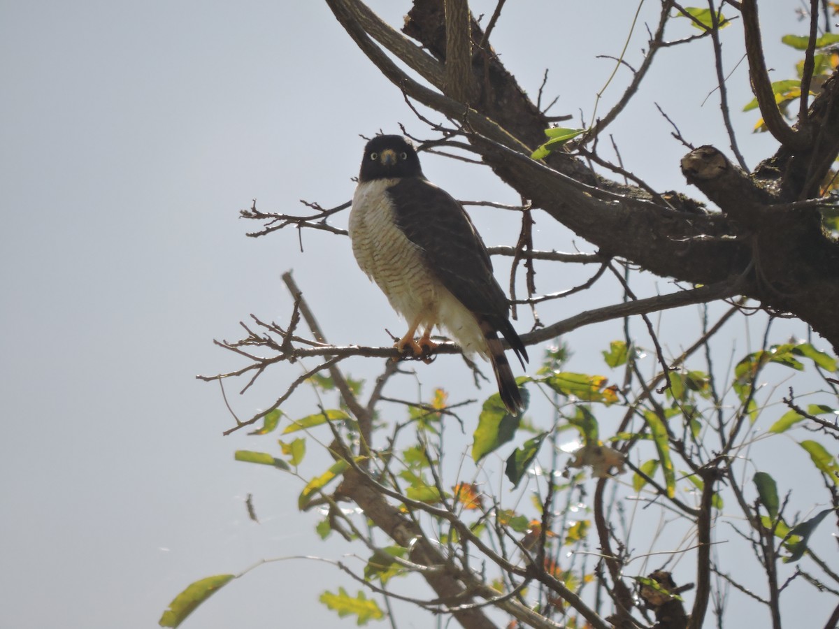 káně krahujová - ML644934991