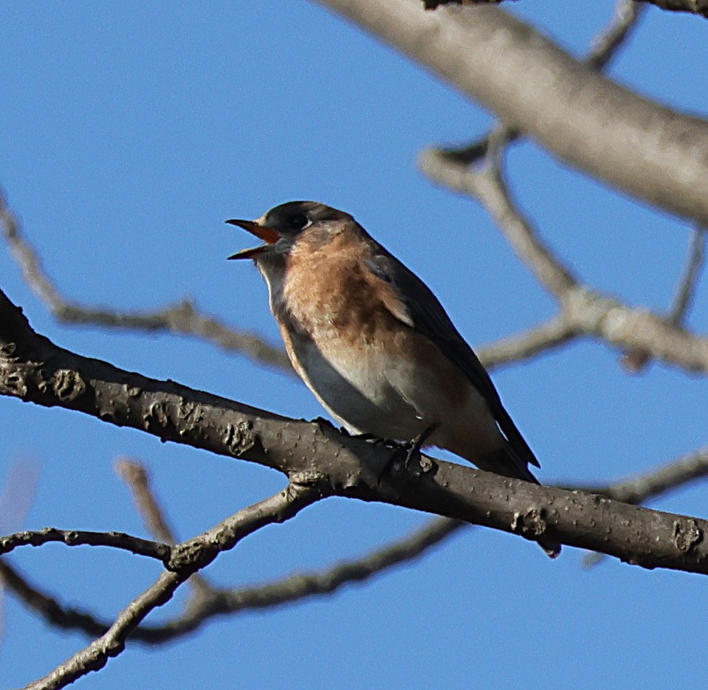 Rotkehl-Hüttensänger - ML644934992