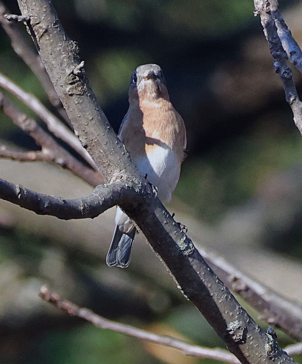 Rotkehl-Hüttensänger - ML644934993