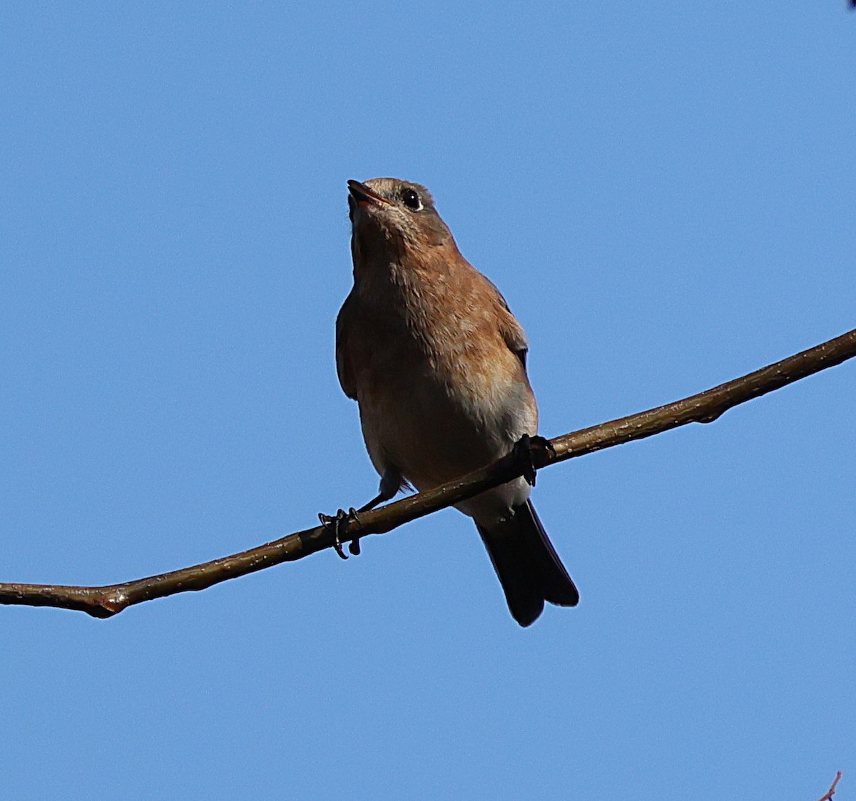 Rotkehl-Hüttensänger - ML644934994