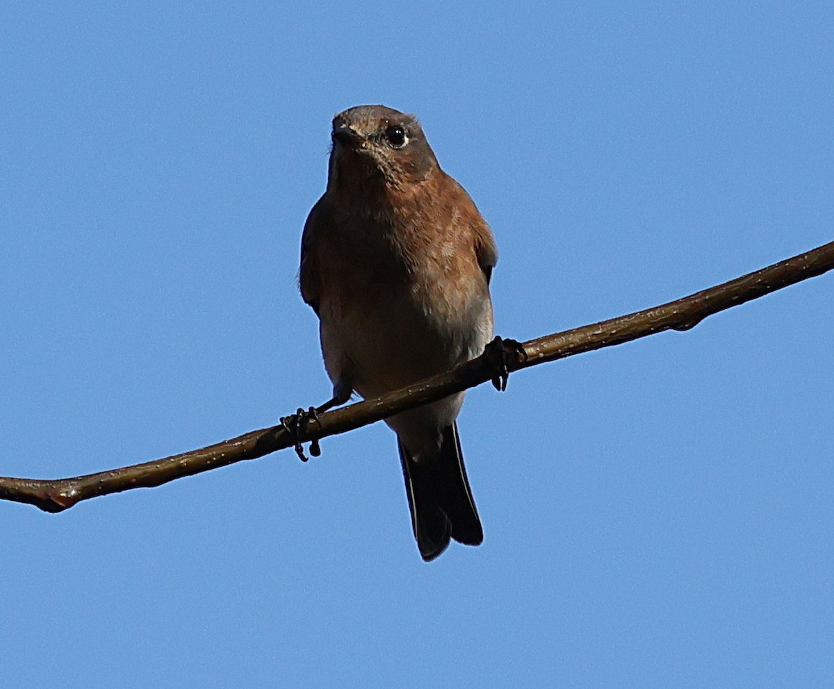 Rotkehl-Hüttensänger - ML644934995