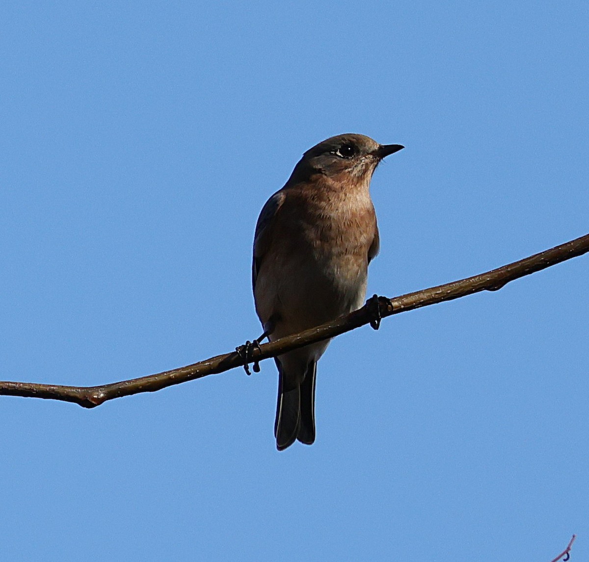 Rotkehl-Hüttensänger - ML644934996