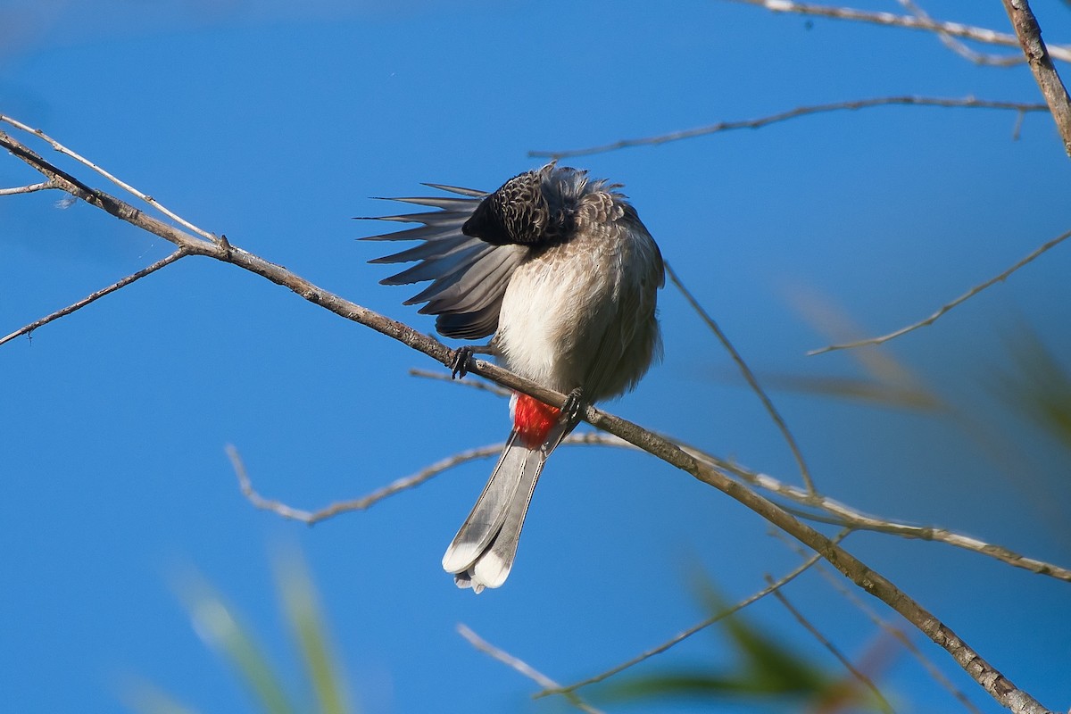 Rotsteißbülbül - ML644934997