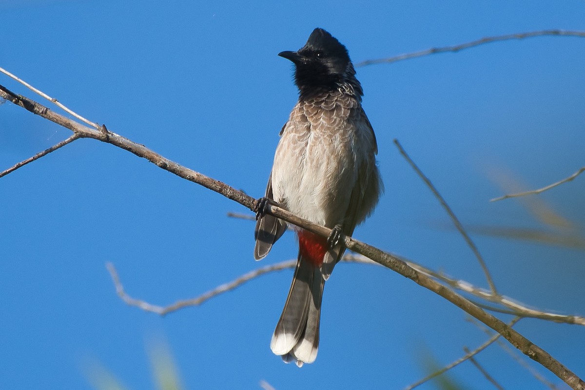 Rotsteißbülbül - ML644934998