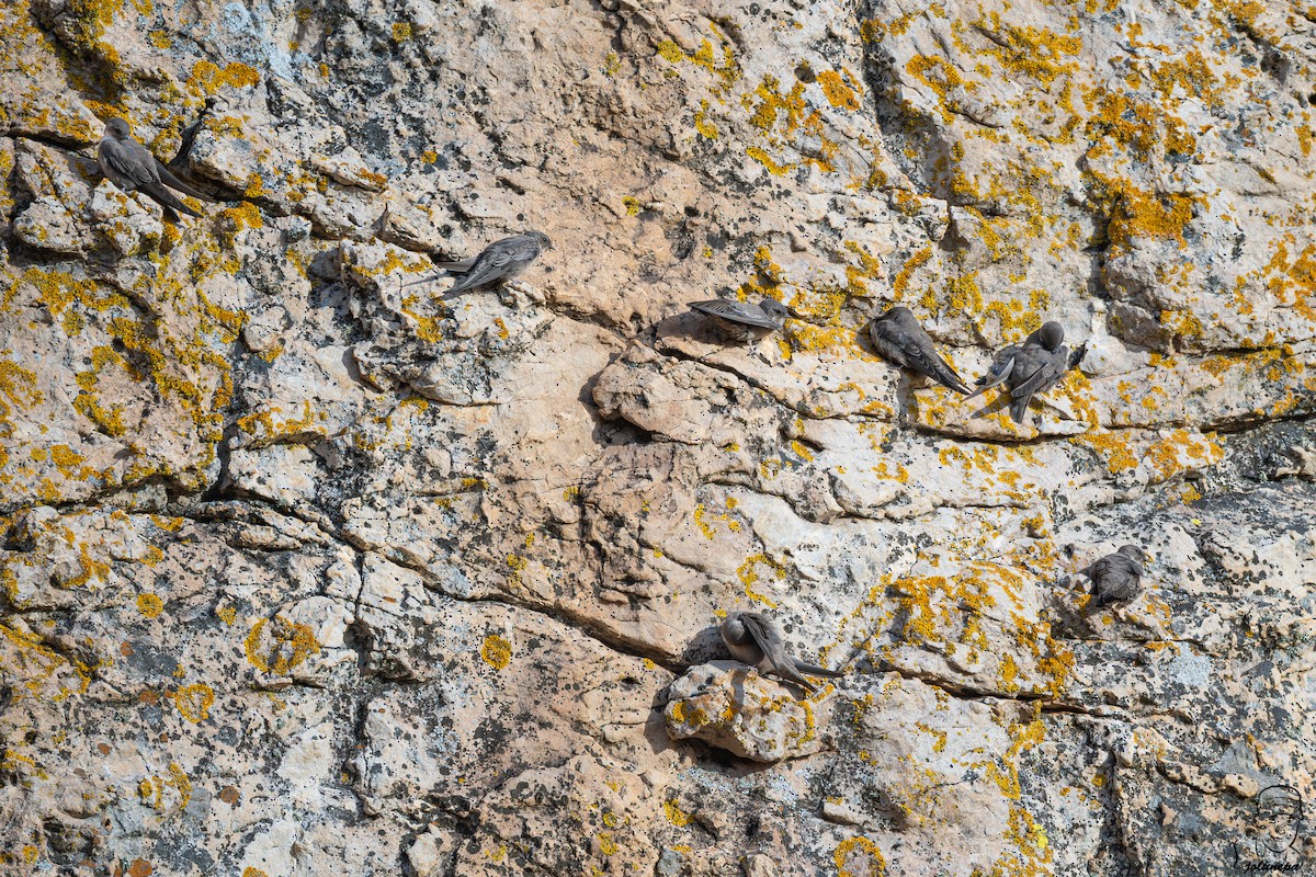 Eurasian Crag-Martin - ML644935002