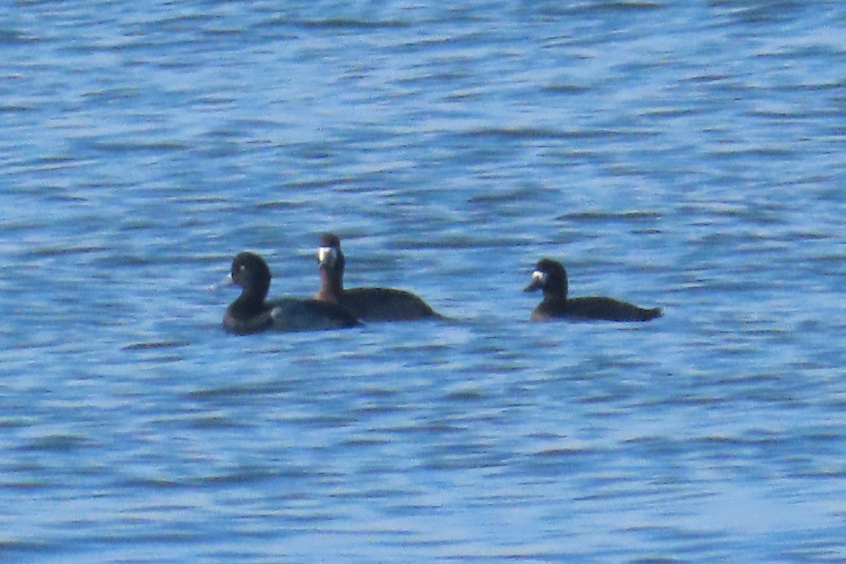 bergand - ML644935005