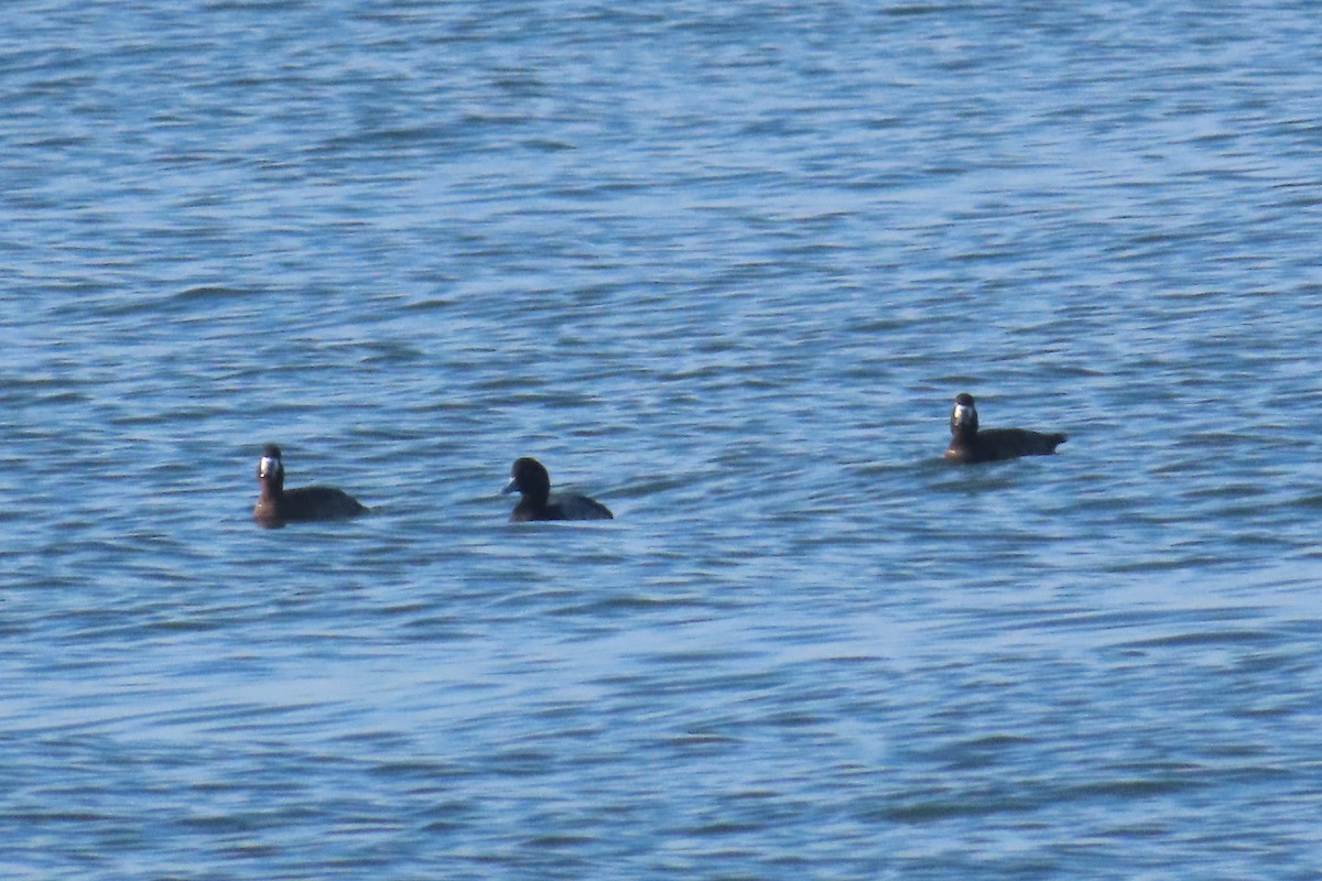 bergand - ML644935006