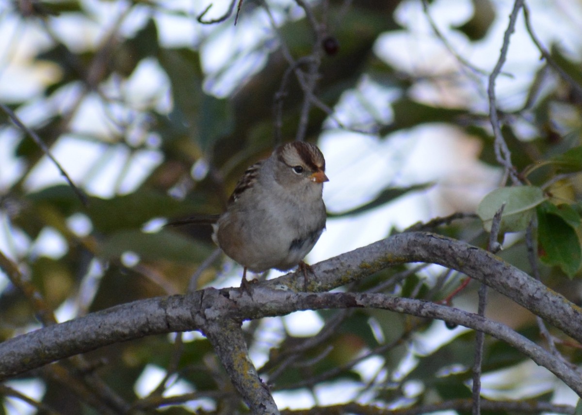 White-crowned Sparrow - ML644935013
