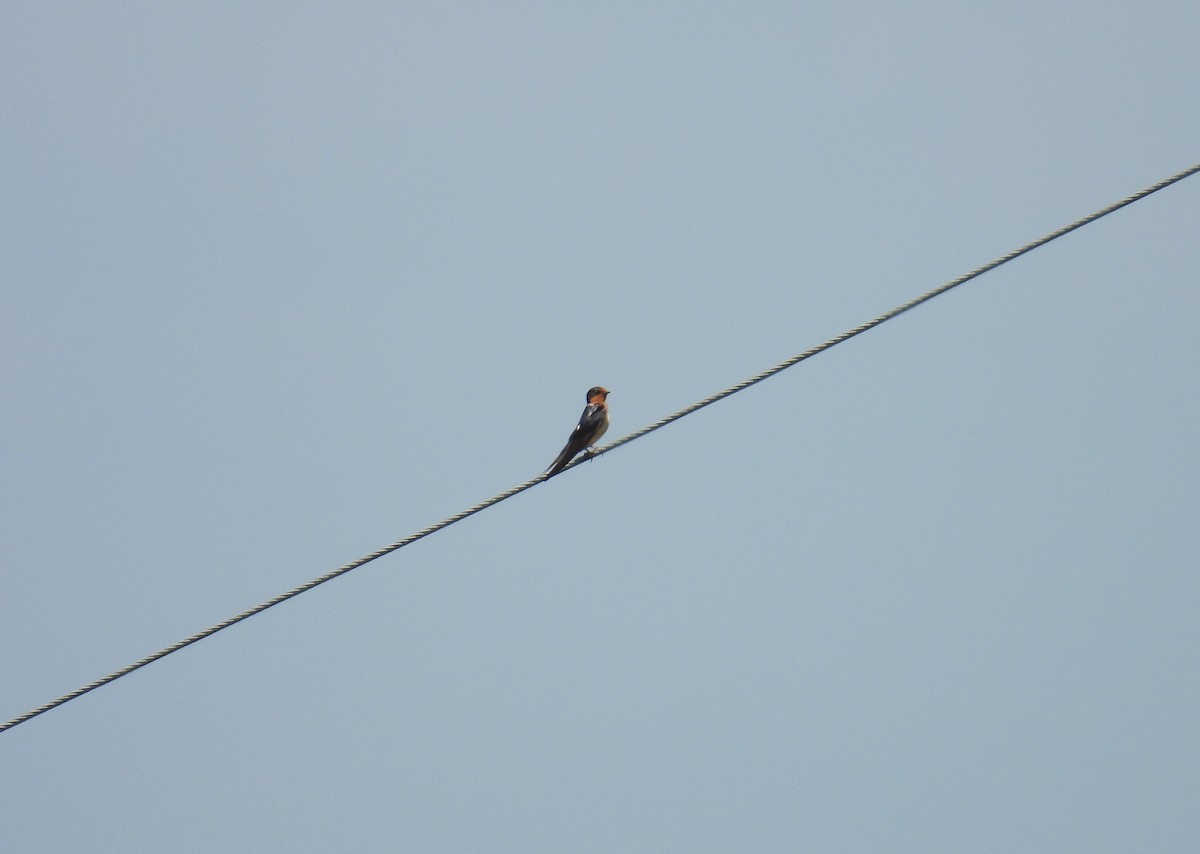 vlaštovka obecná - ML644935018