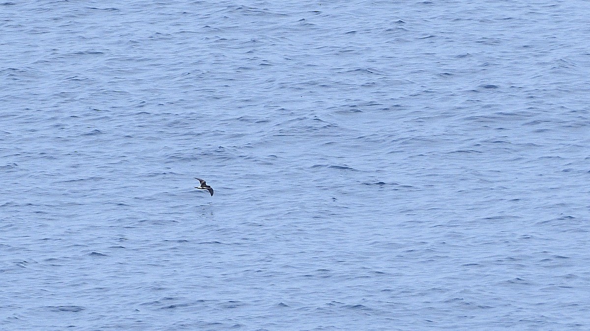 Paíño de Galápagos - ML644935023