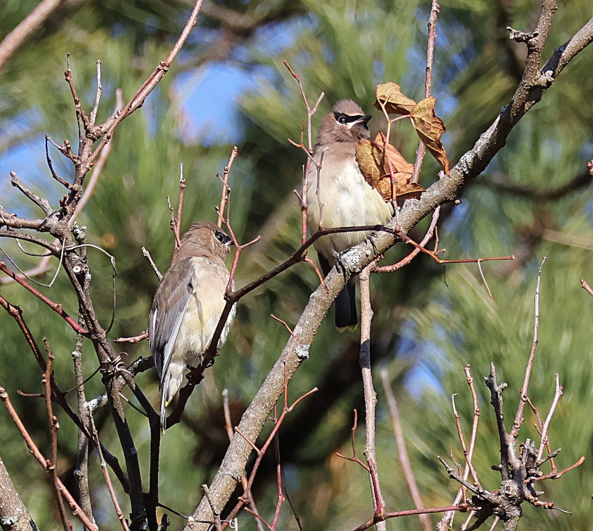 Cedar Waxwing - ML644935027