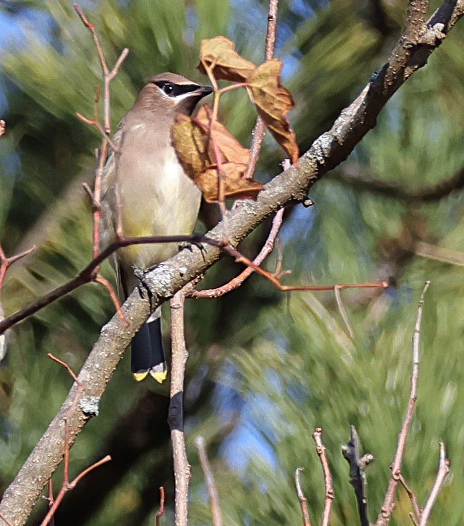 Cedar Waxwing - ML644935028