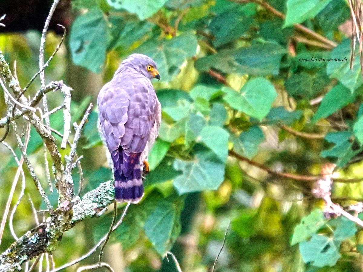 káně krahujová - ML644935029