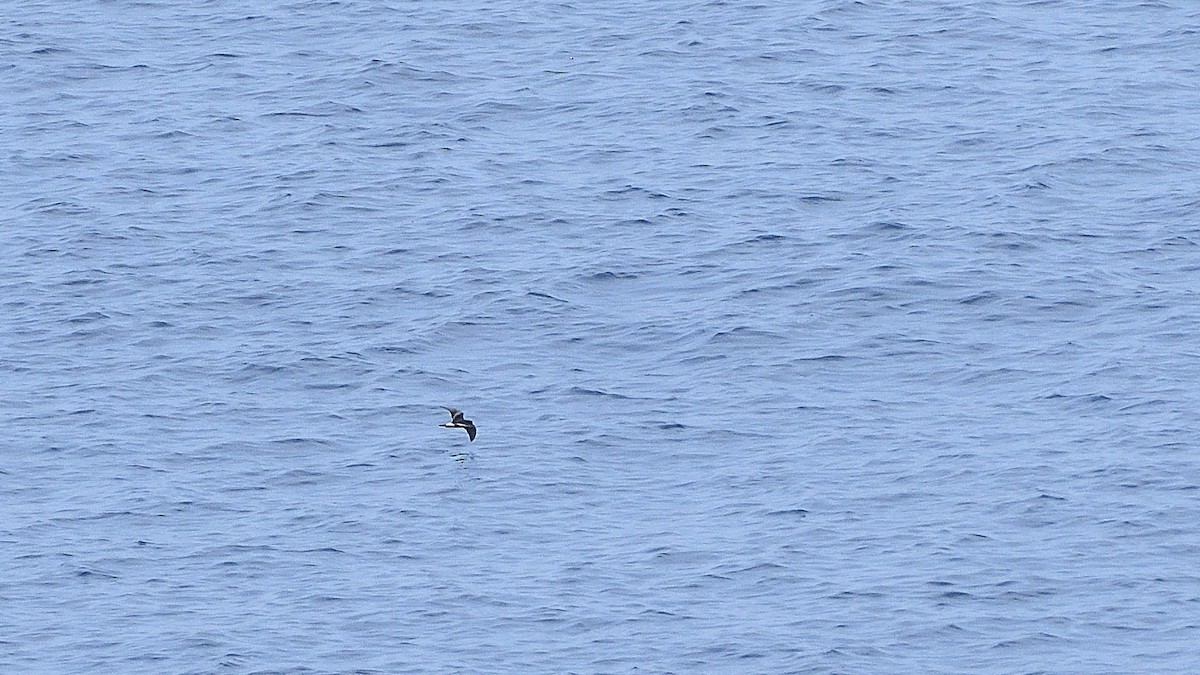 Paíño de Galápagos - ML644935032