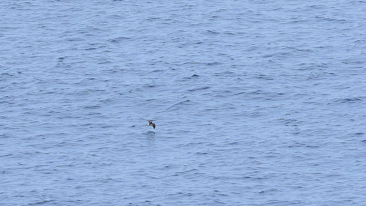 Paíño de Galápagos - ML644935036