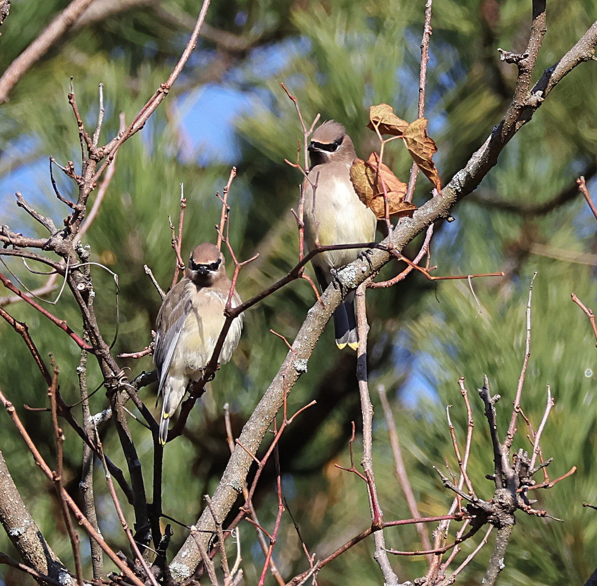 Cedar Waxwing - ML644935043