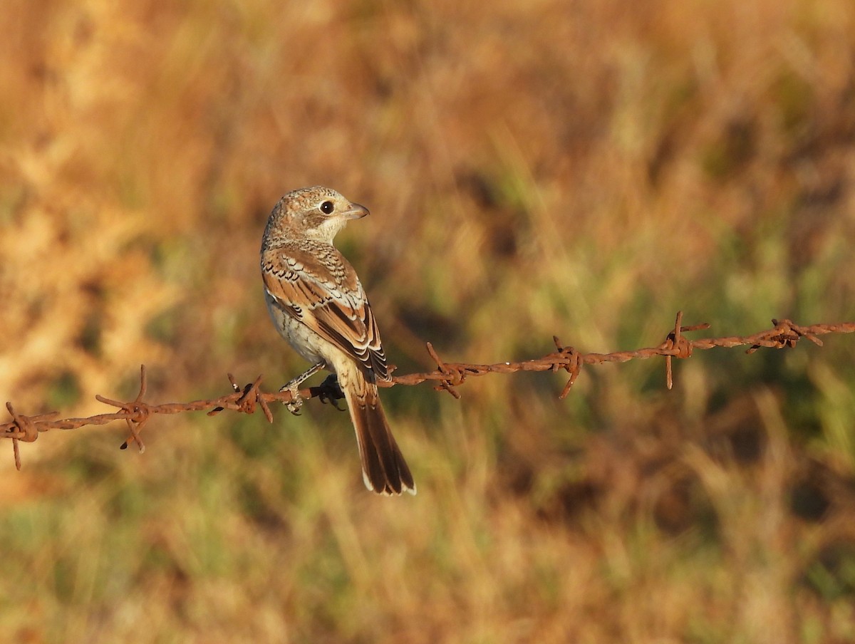 Woodchat Shrike - ML644935050