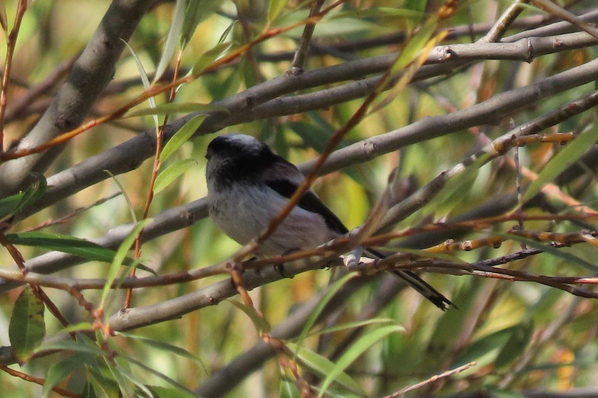 Long-tailed Tit - ML644935052