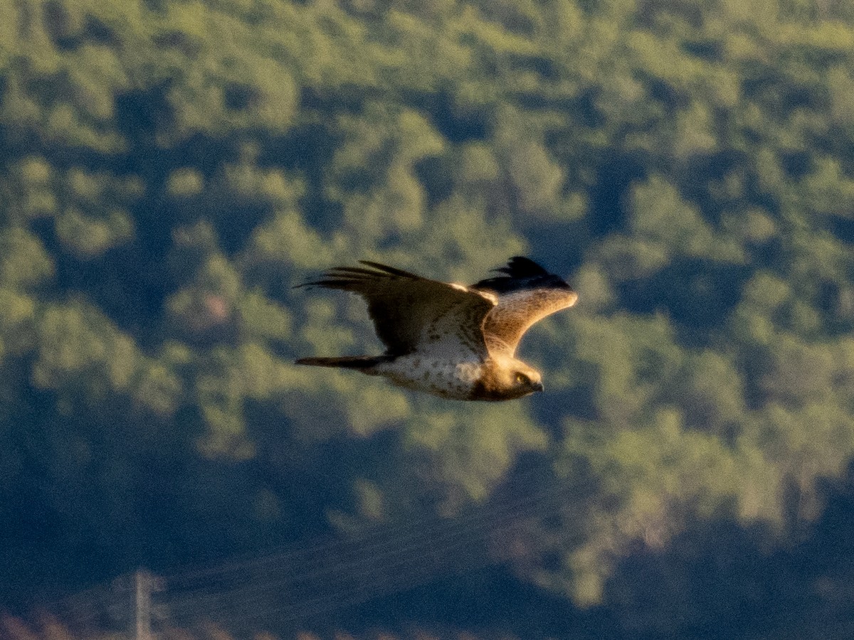 Short-toed Snake-Eagle - ML644935057