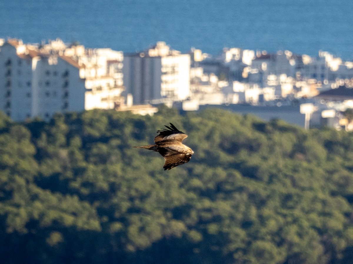 Short-toed Snake-Eagle - ML644935060
