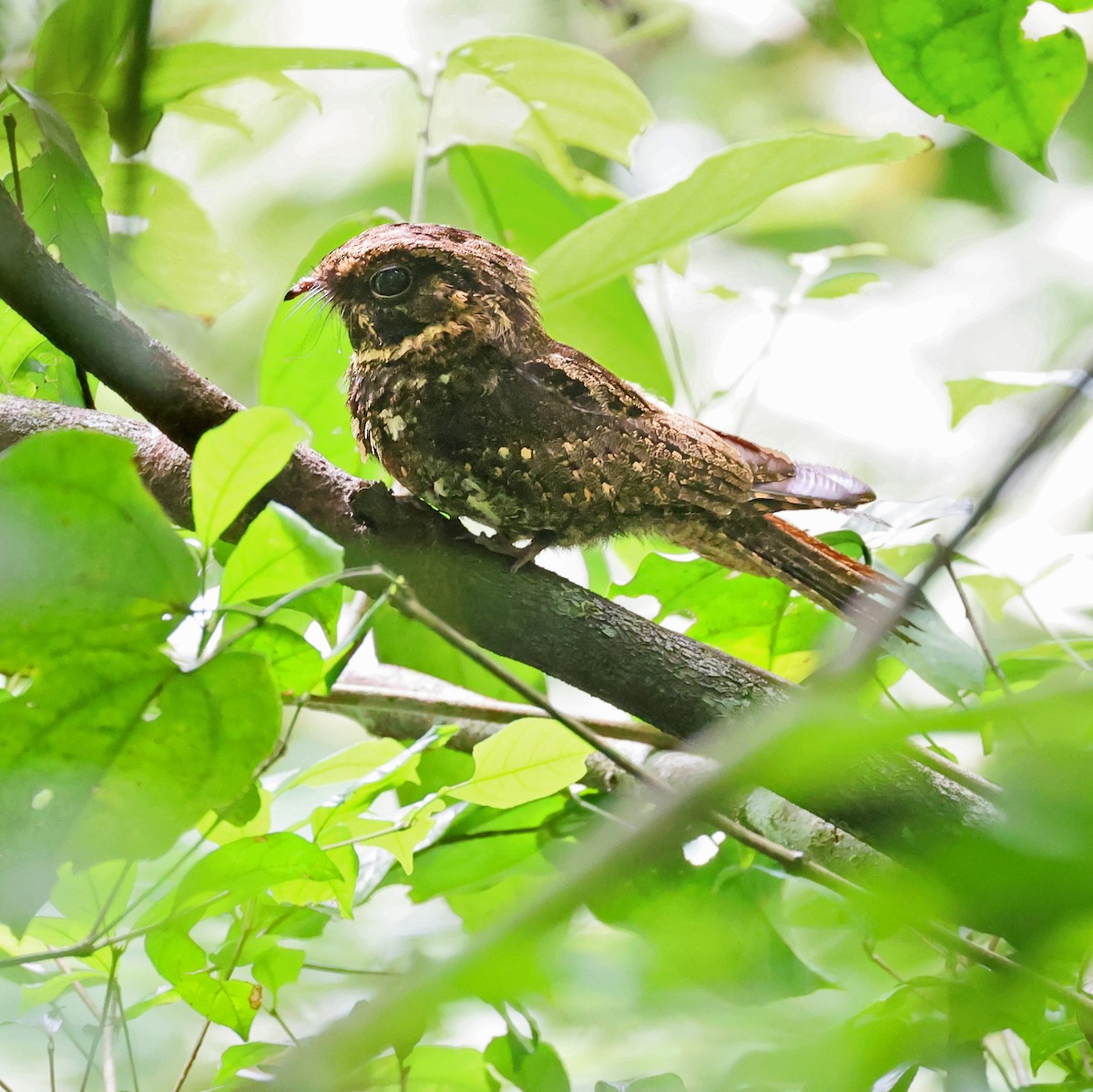 Дрімлюга парагвайський - ML644935074