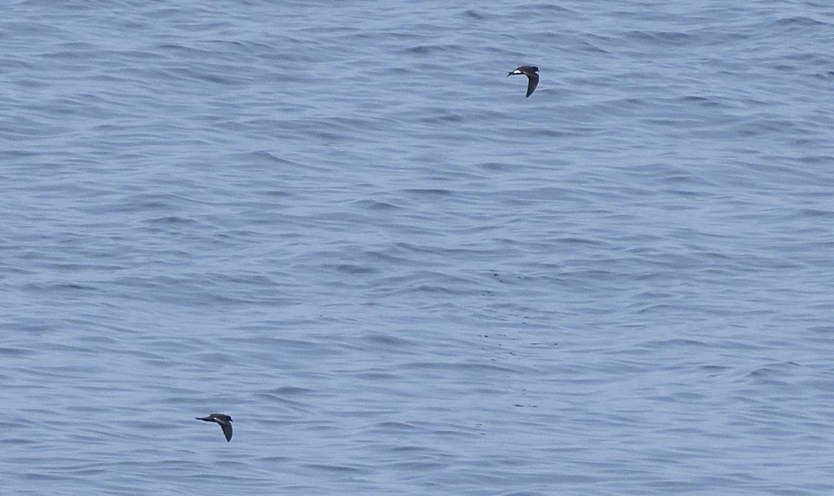 Paíño Menudo - ML644935077