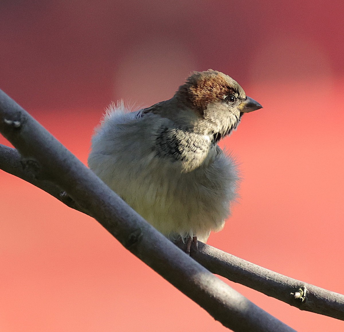 House Sparrow - ML644935081