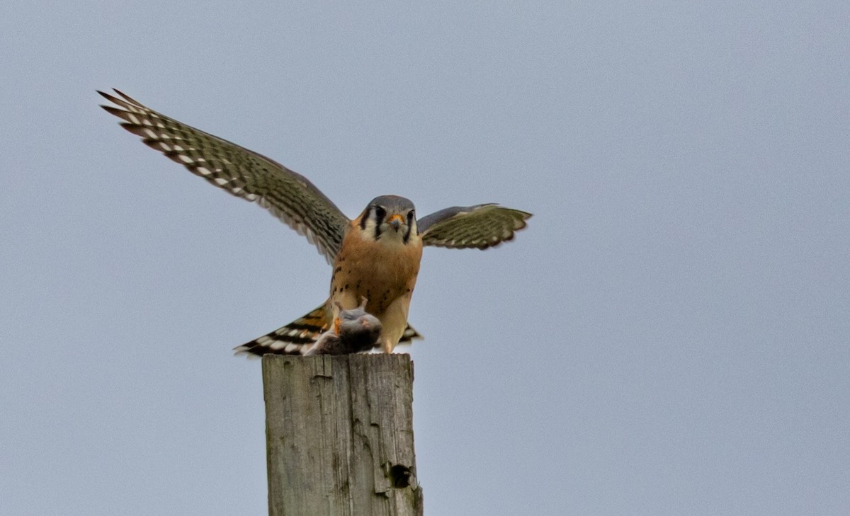 poštolka pestrá - ML644935087