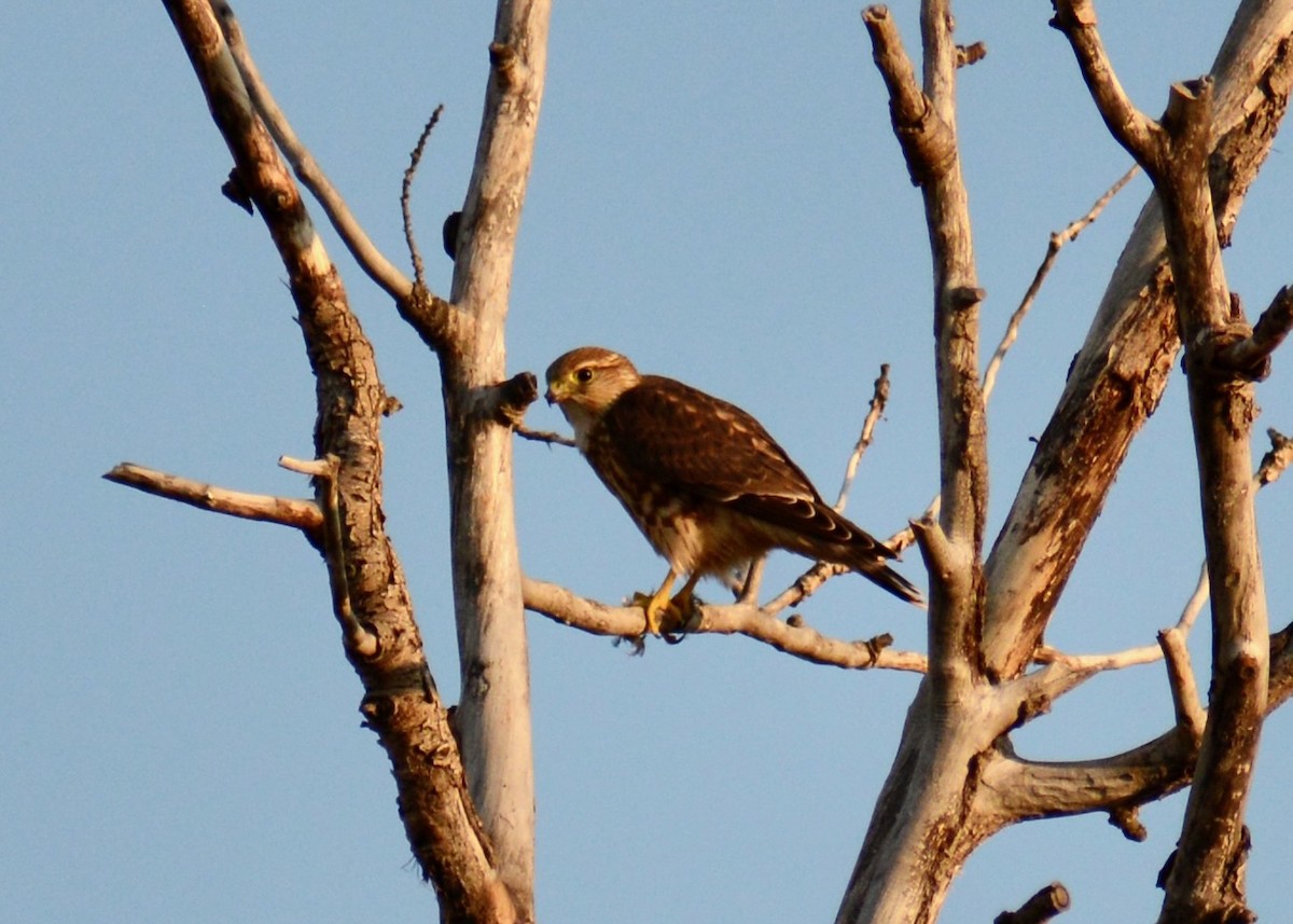 Merlin - ML644935092