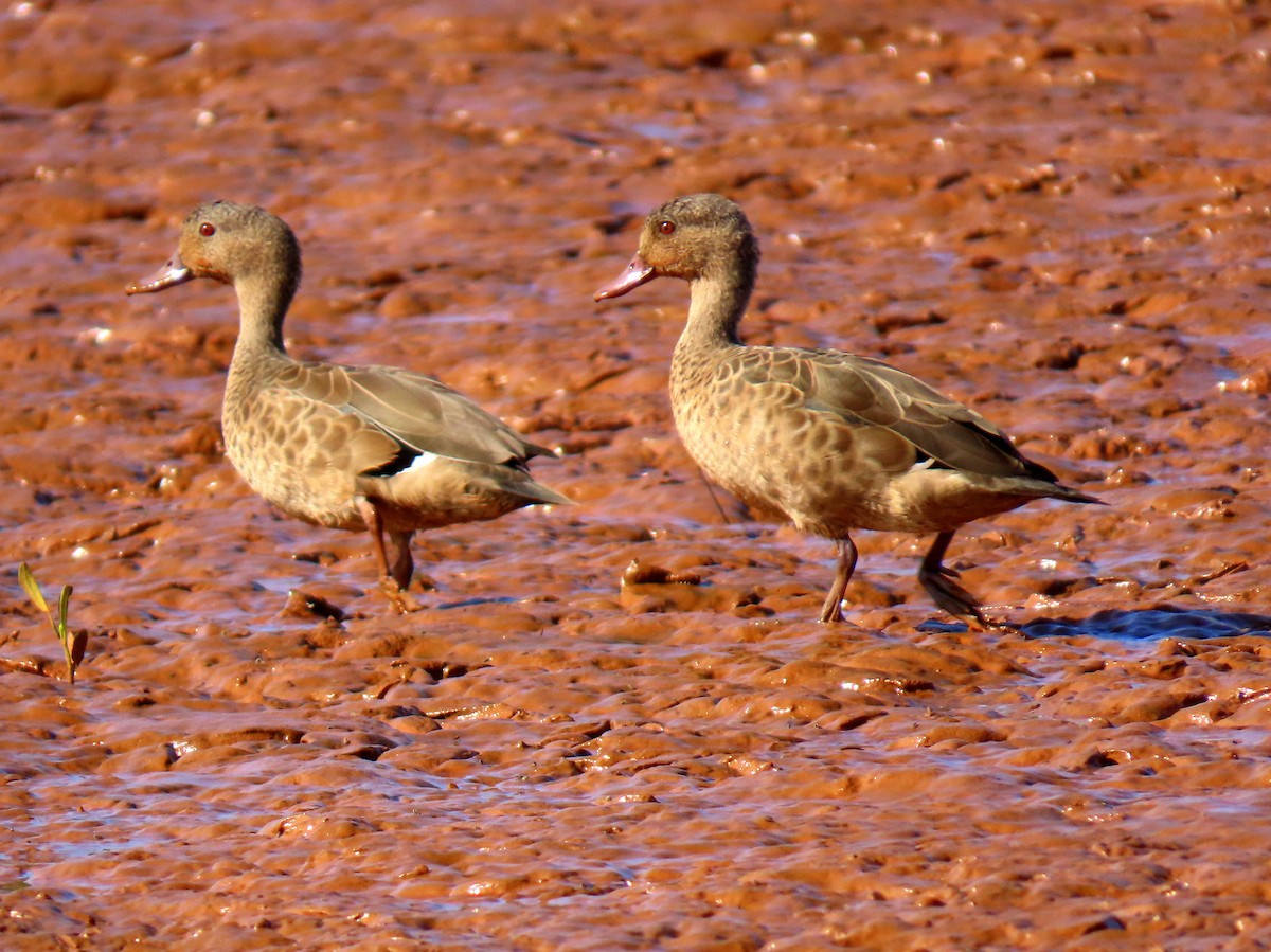 Bernier's Teal - ML644935103