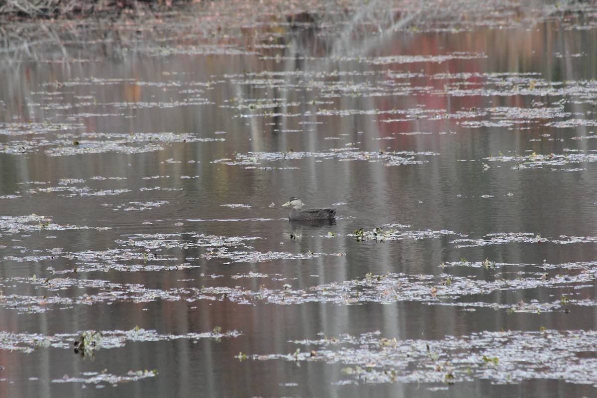 American Black Duck - ML644935111
