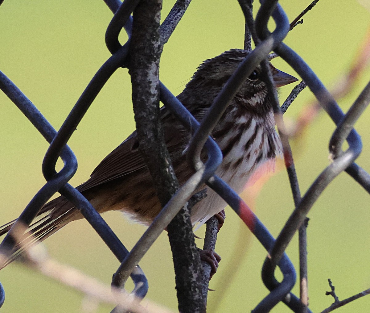 Song Sparrow - ML644935118